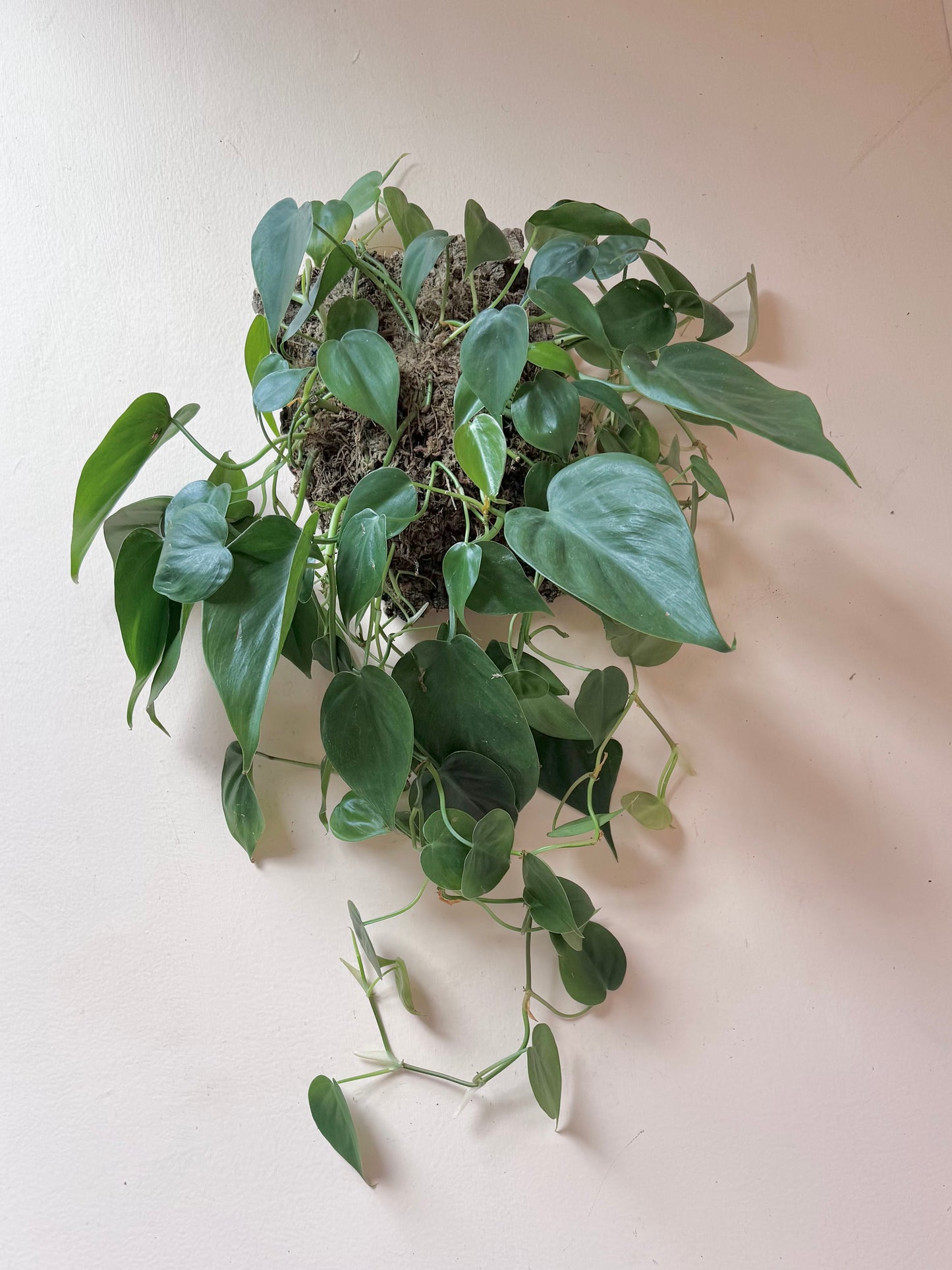 Mounted Philodendron hederaceum 'Heartleaf Philodendron'