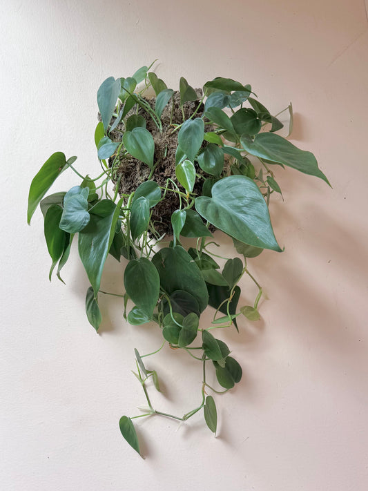 Mounted Philodendron hederaceum 'Heartleaf Philodendron'