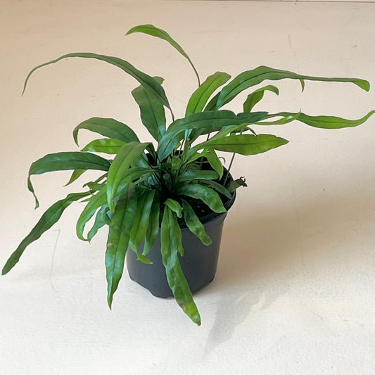 Zealandia pustulata "Kangaroo Paw Fern"