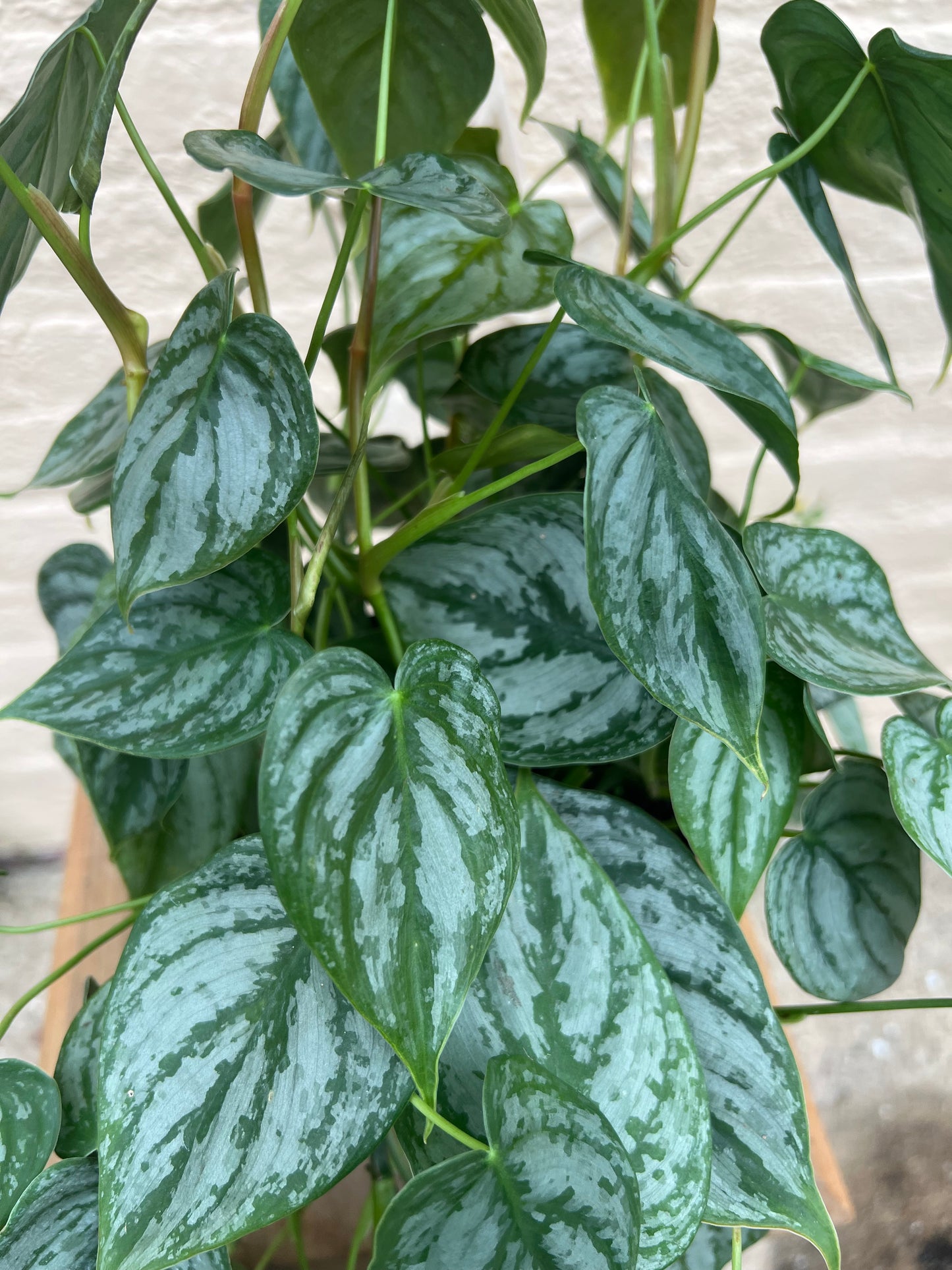 Philodendron brandtianum