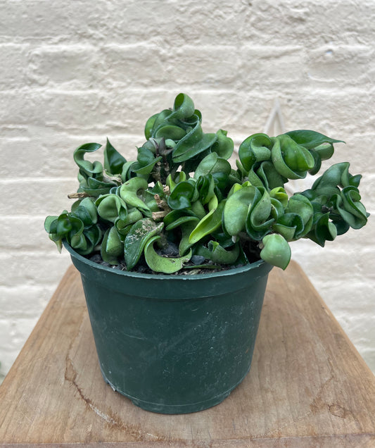 Hoya carnosa compacta "Rope Hoya"
