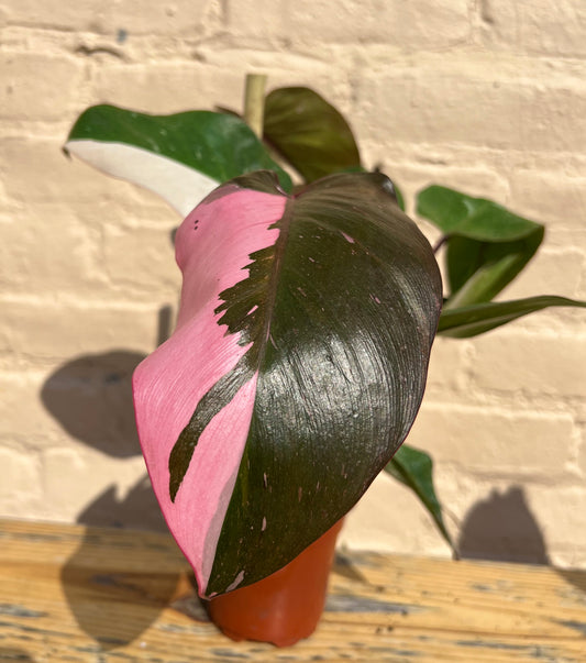 Philodendron erubescens 'Pink Princess'