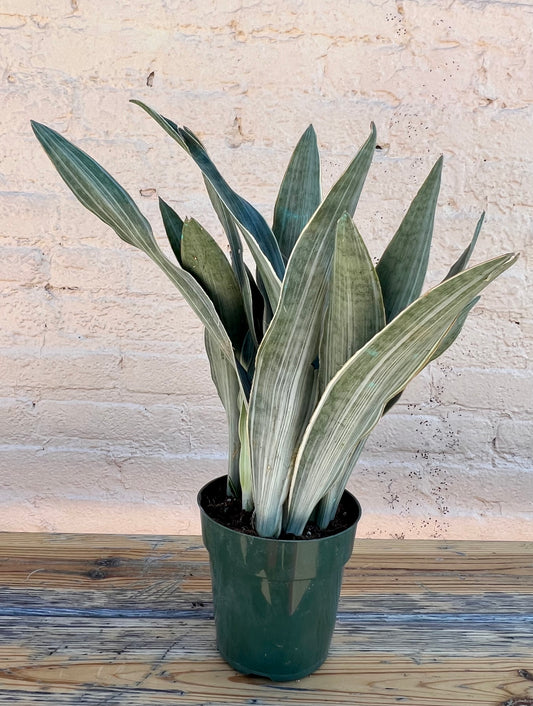 Sansevieria Sayuri