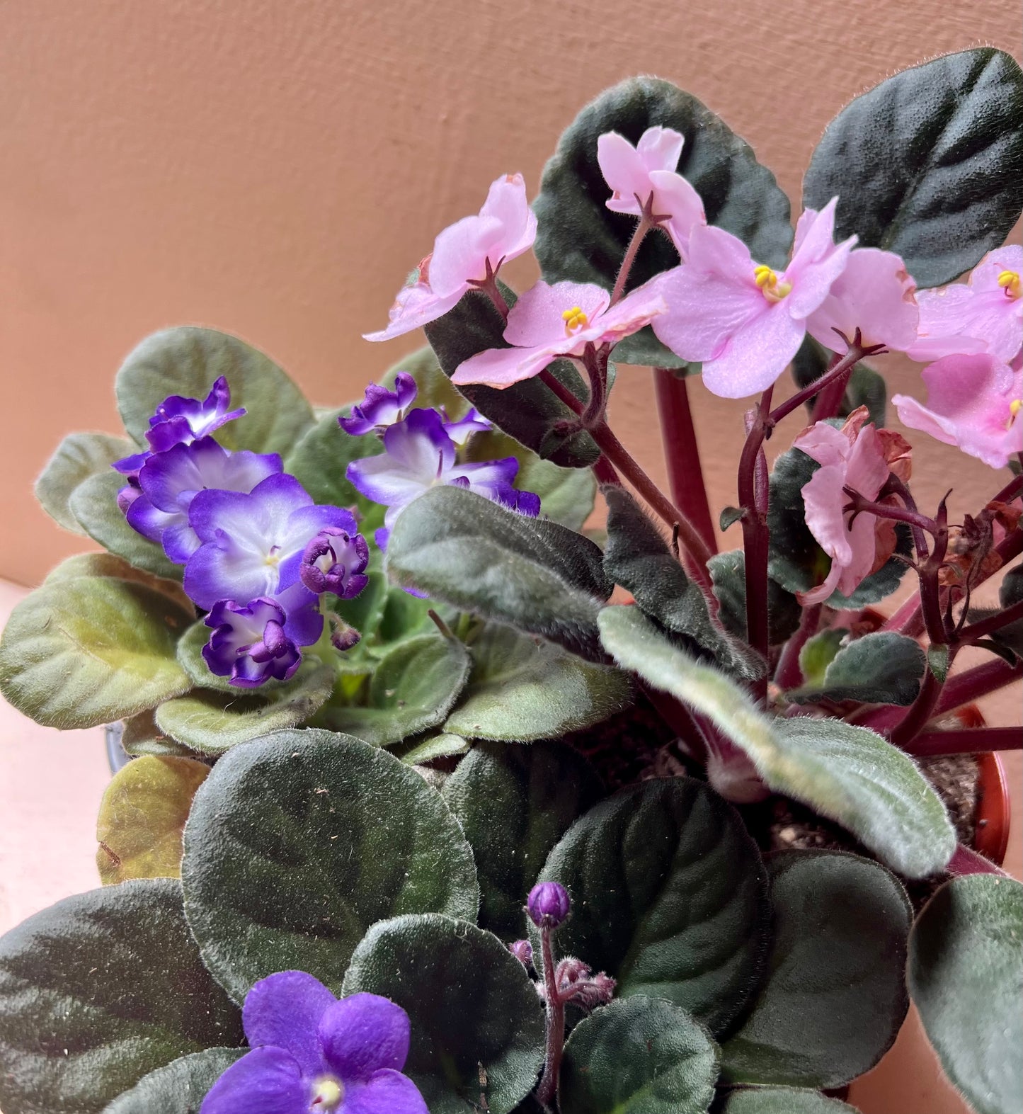 Saintpaulia ionantha 'African Violet'