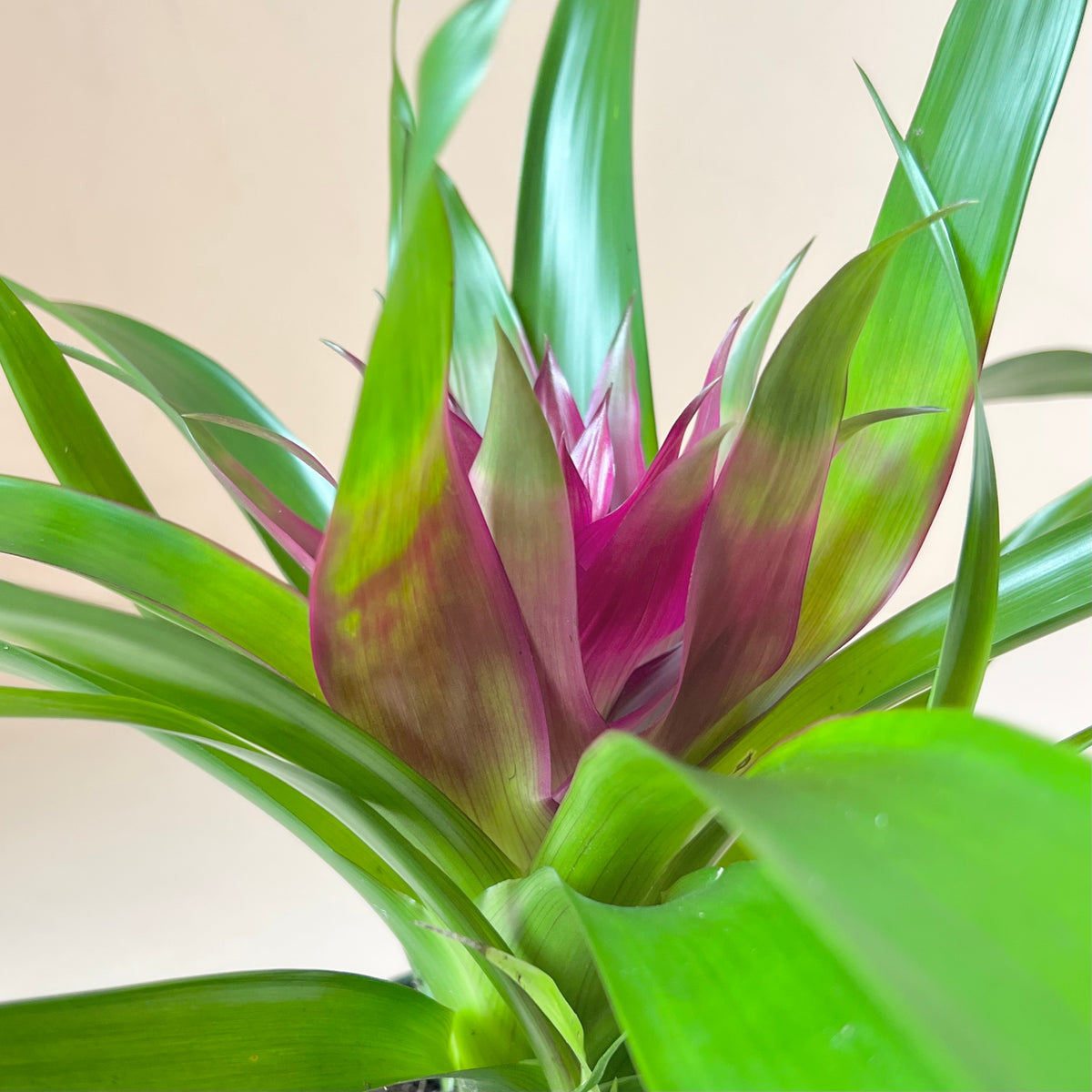 Guzmania Bromeliad