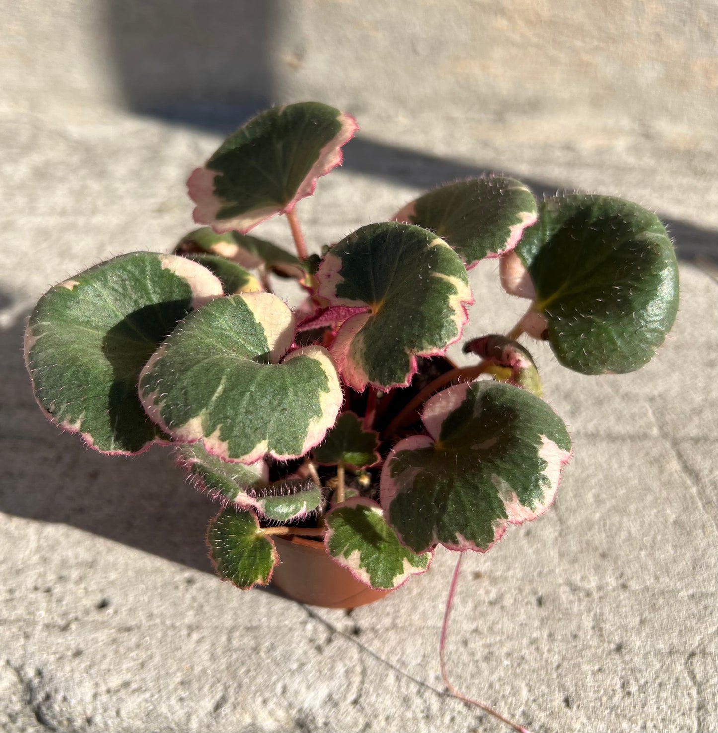 Saxifraga stolonifera 'Strawberry Begonia'