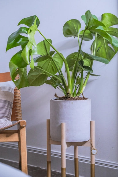 Tall Plant Stands