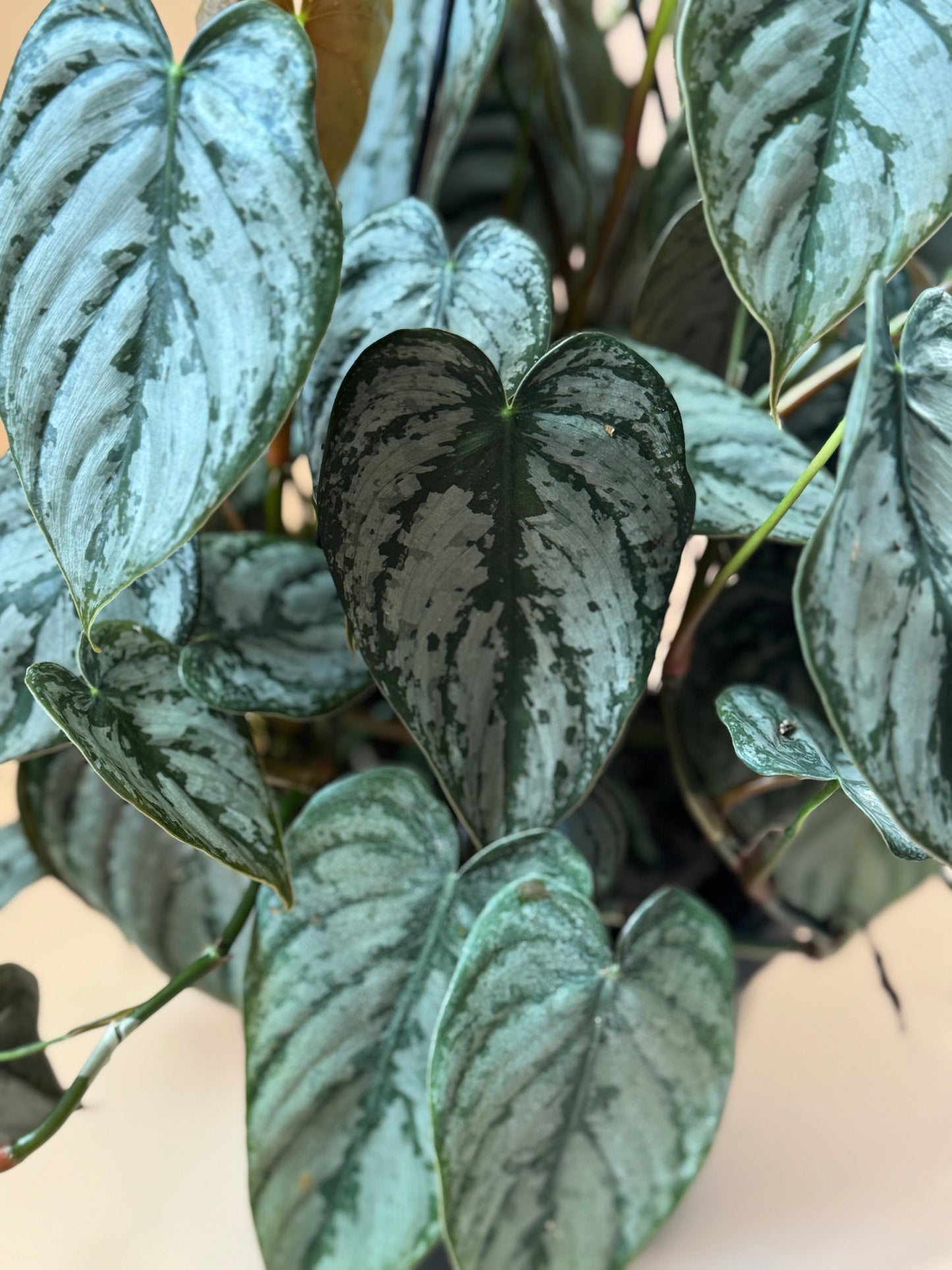 Philodendron brandtianum