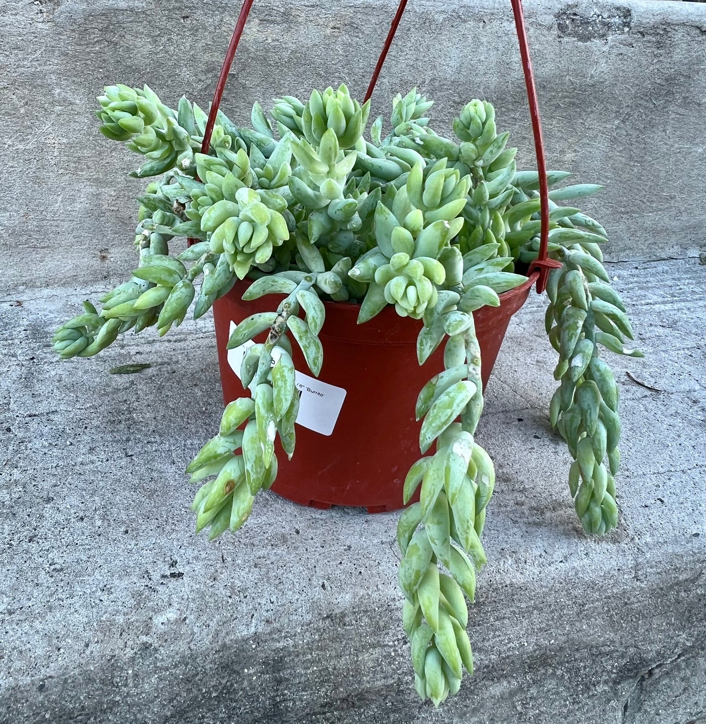 Burro's Tail Sedum morganianum