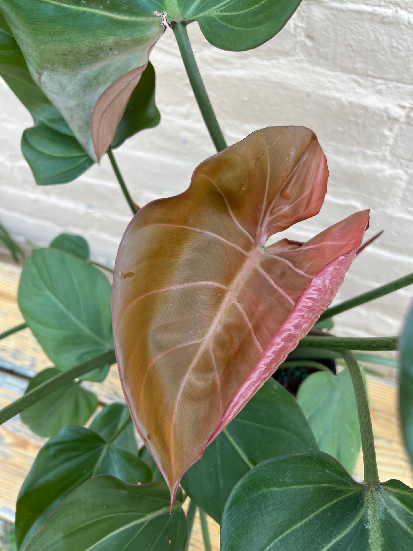 Philodendron Summer Glory