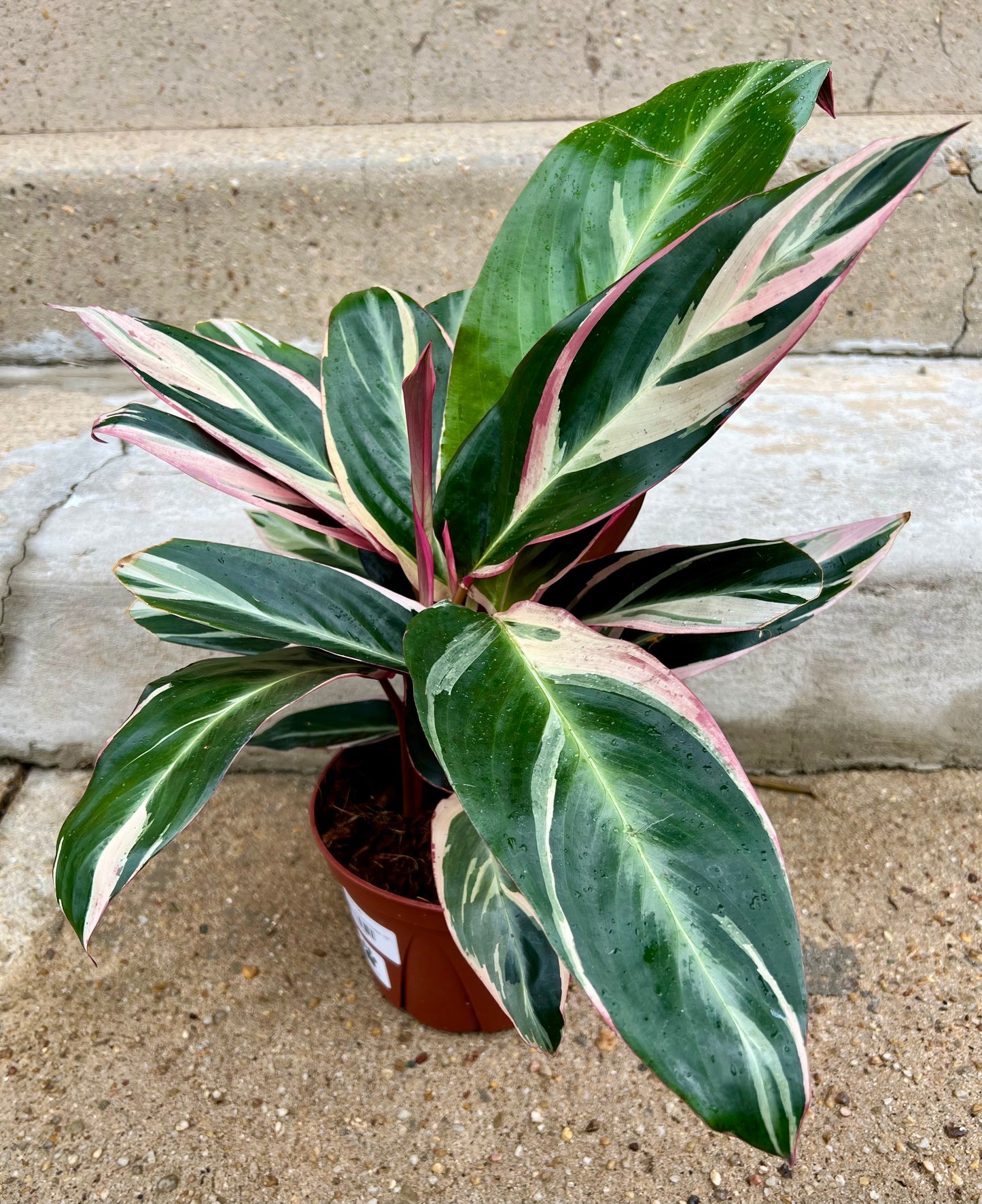 Stromanthe sanguinea Triostar