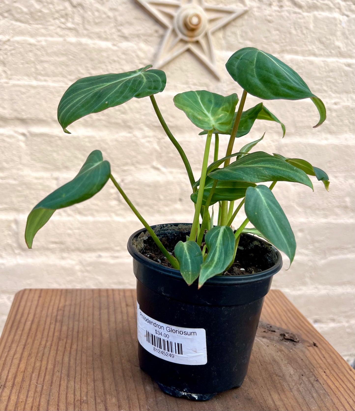 Philodendron Gloriosum