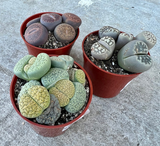 Lithops