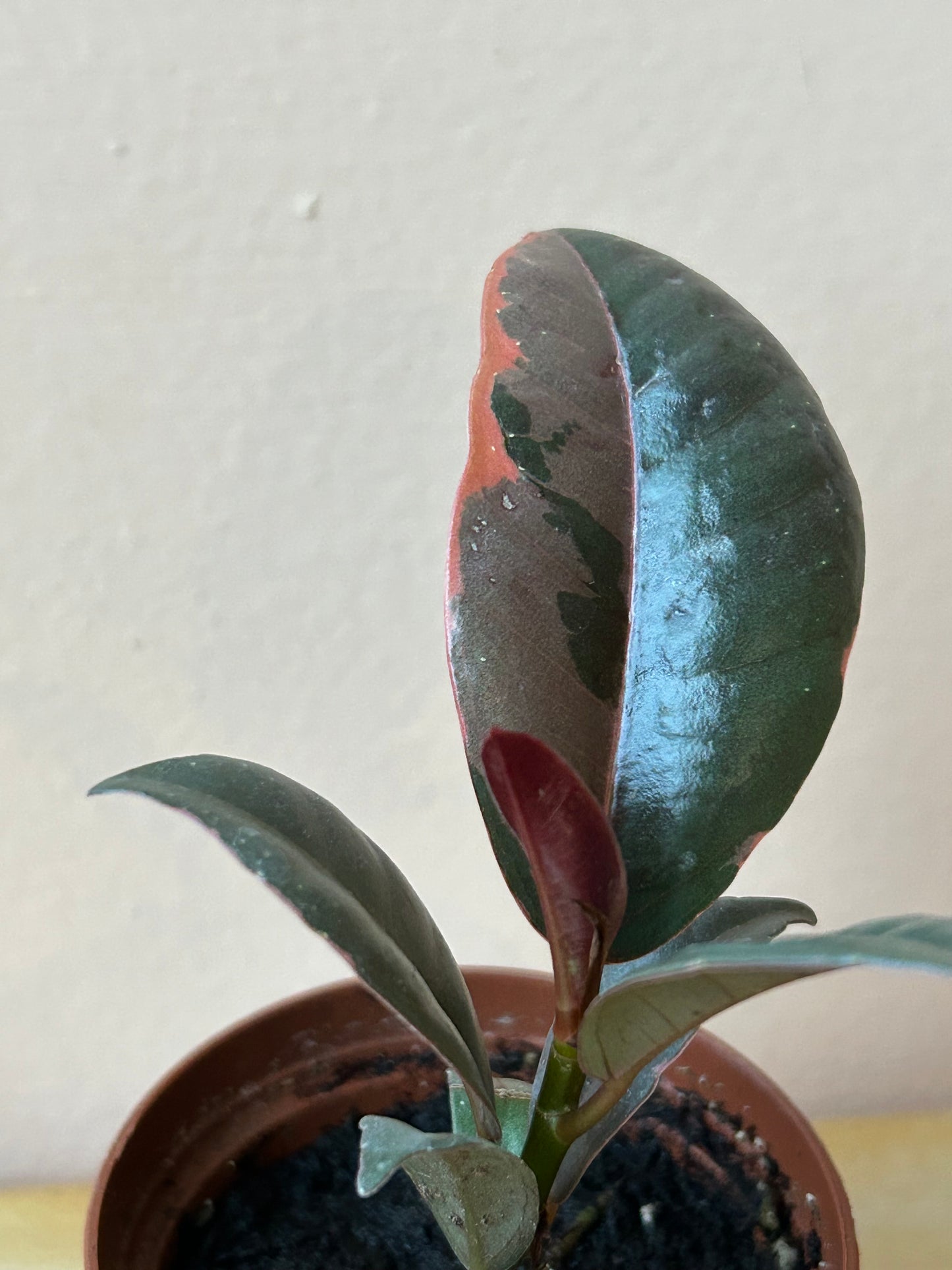 Ficus elastica 'Ruby'