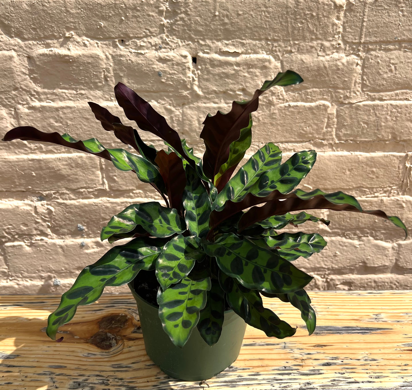 Calathea lancifolia