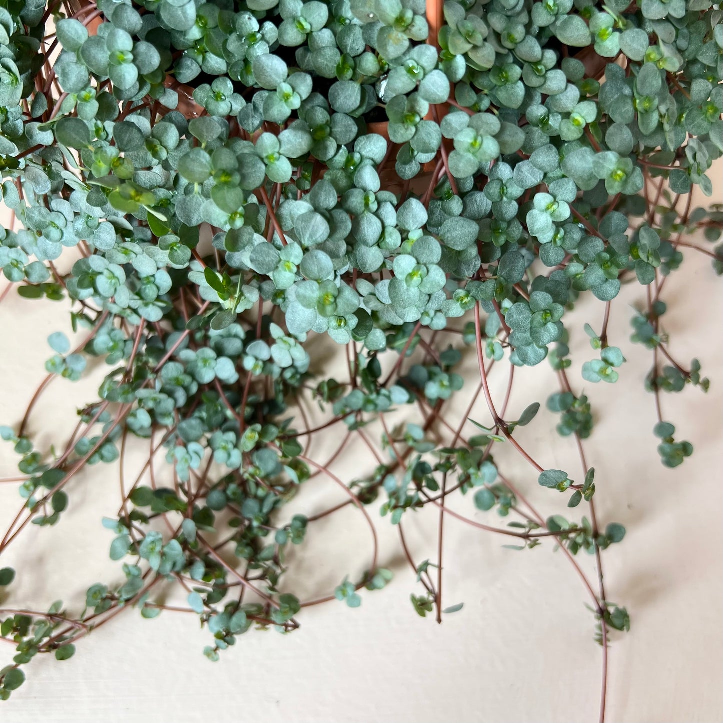 Pilea glauca 'Aquamarine