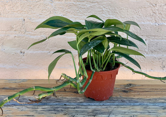 Dracaena 'dragon'