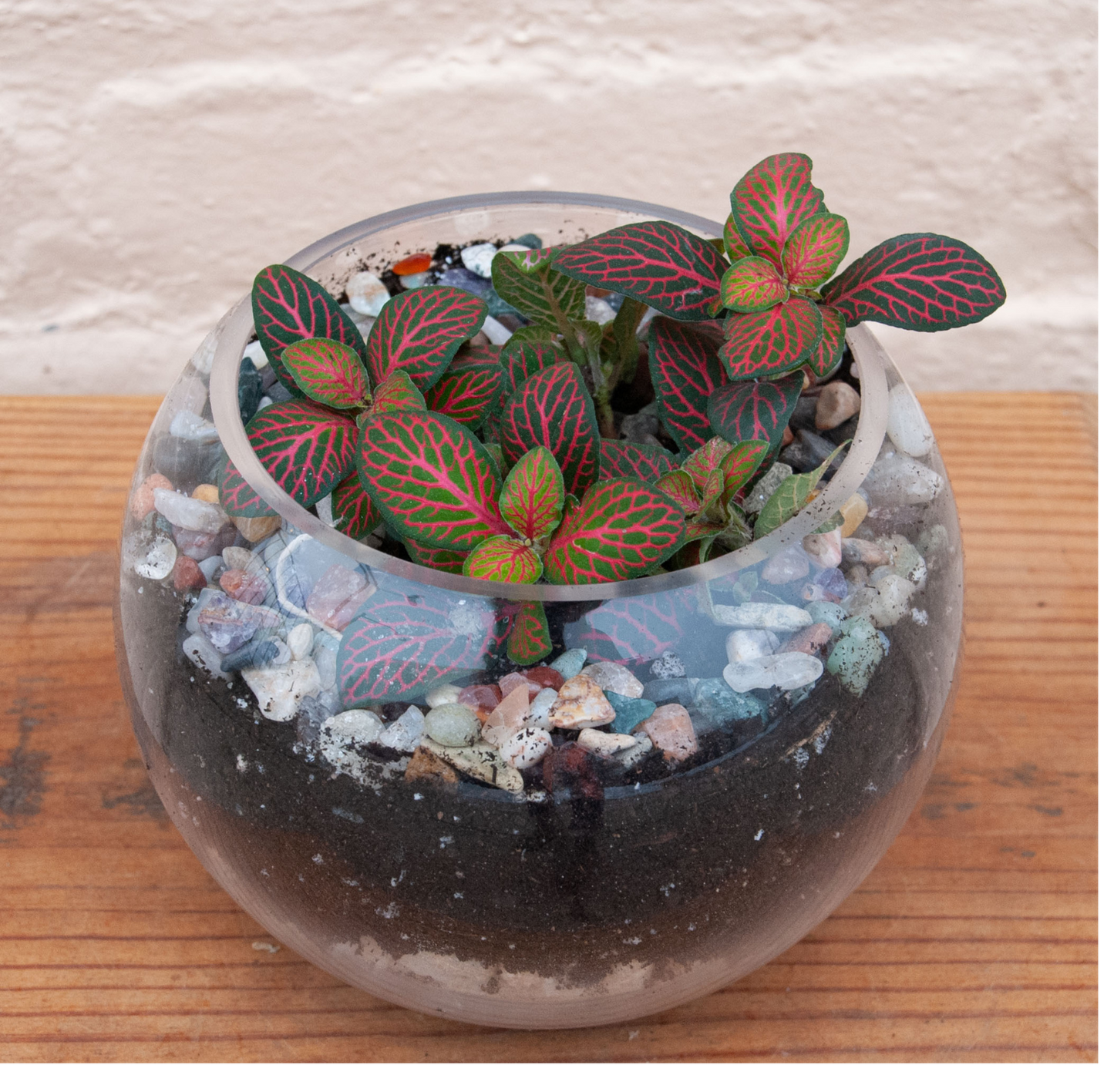 Tropical Globe Terrarium