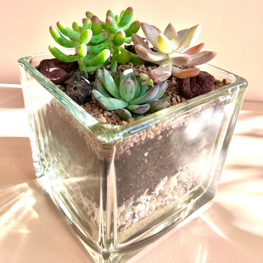 Succulent Cube Terrarium