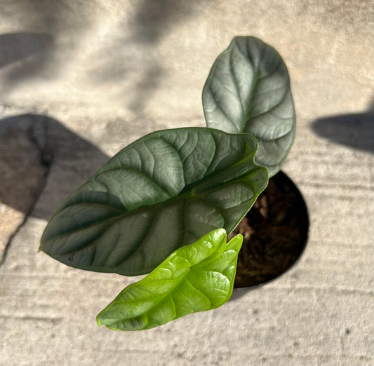 Alocasia Silver Dragon