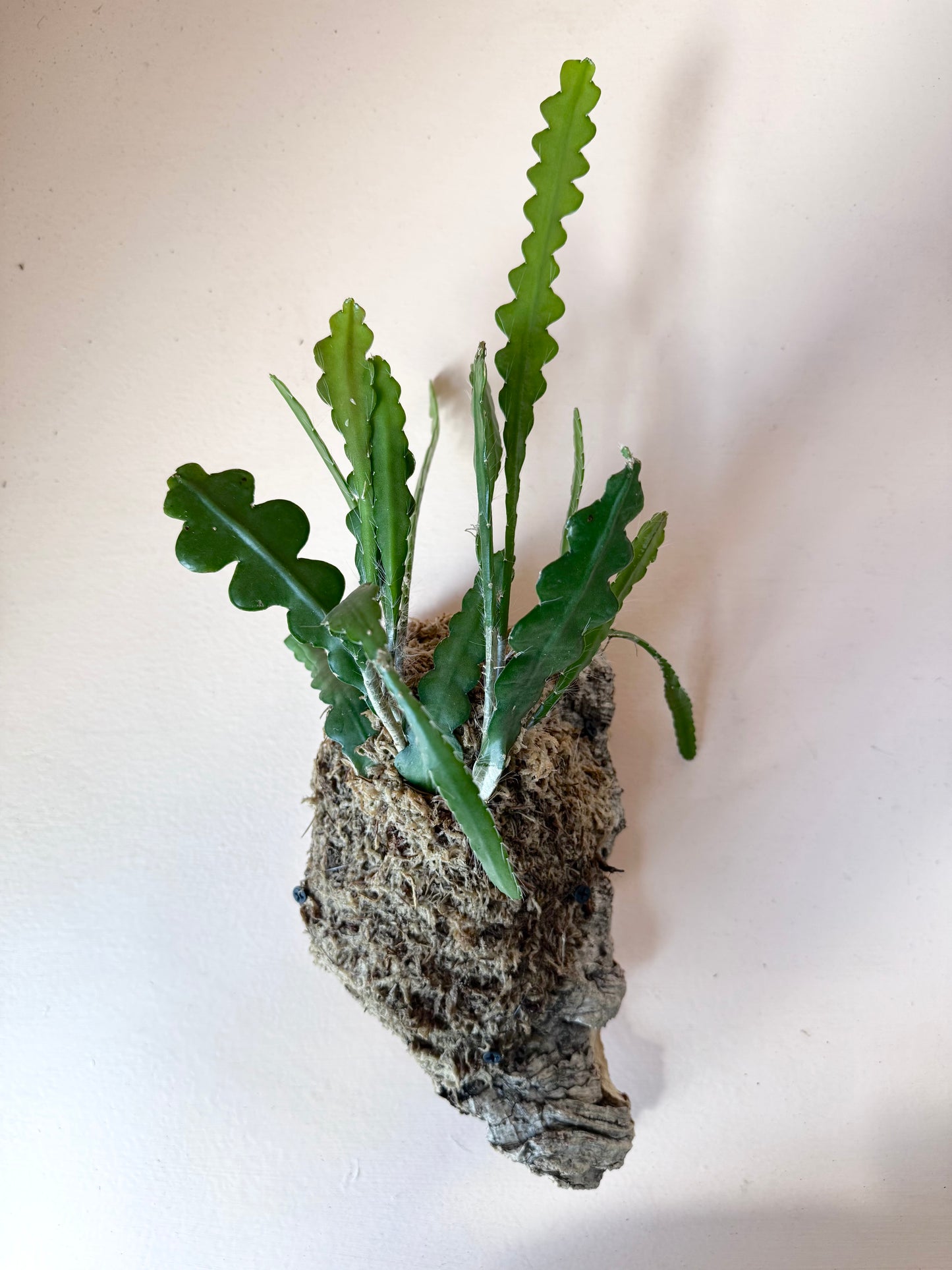 Mounted Epiphyllum anguliger “Fishbone Cactus”
