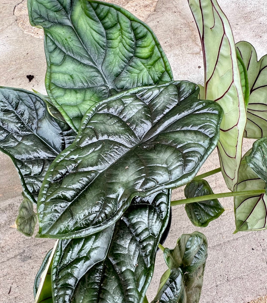 Alocasia Dragon Scale