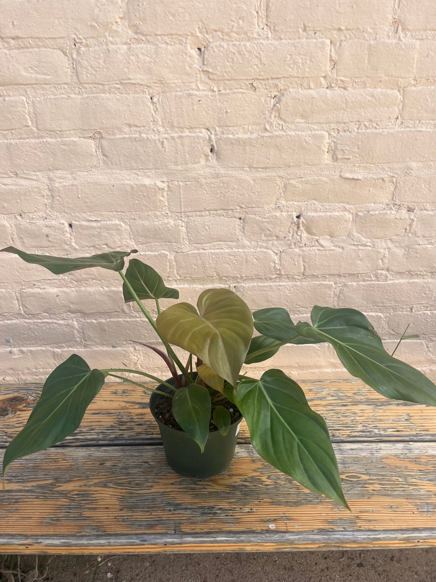 Philodendron Summer Glory