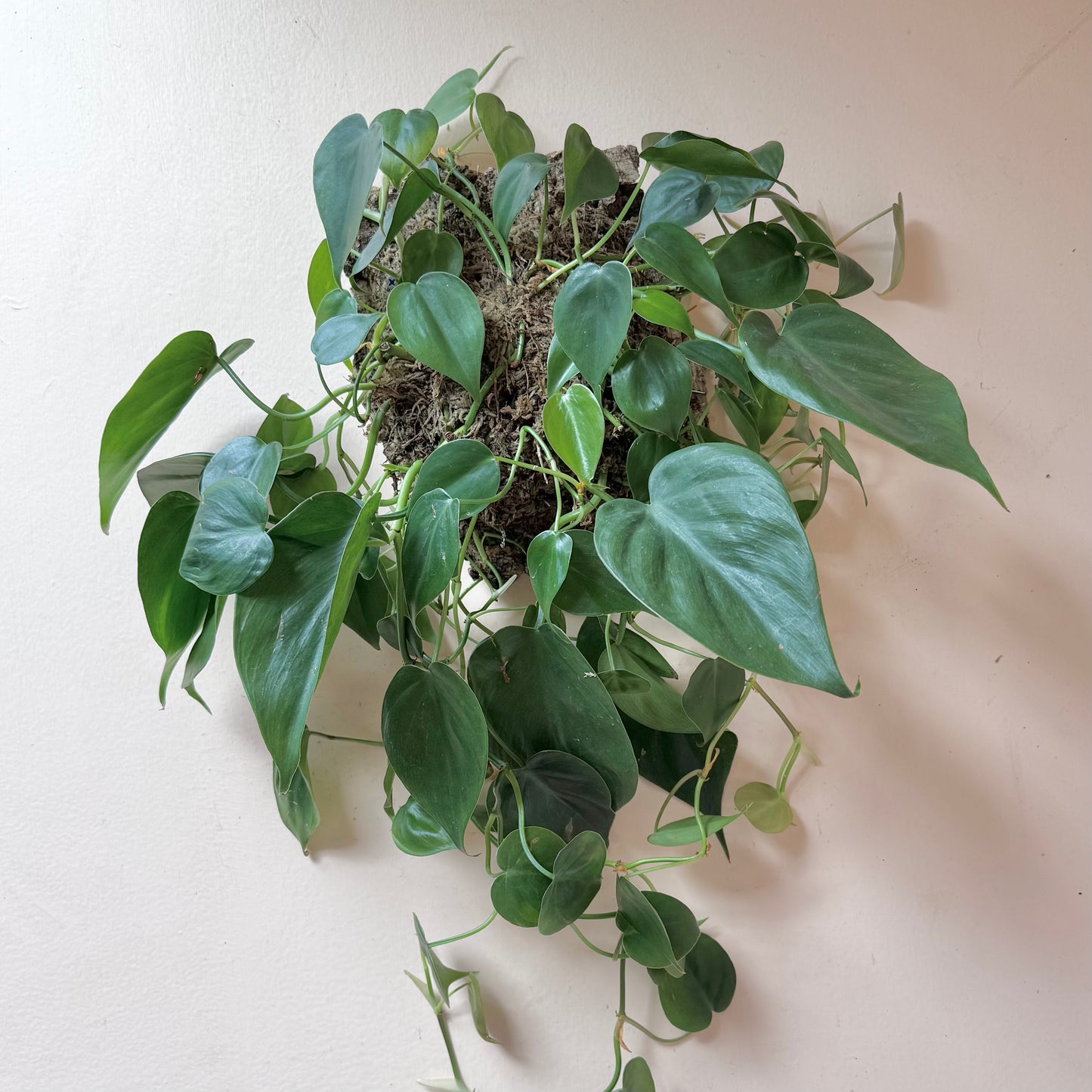 Mounted Philodendron hederaceum 'Heartleaf Philodendron'