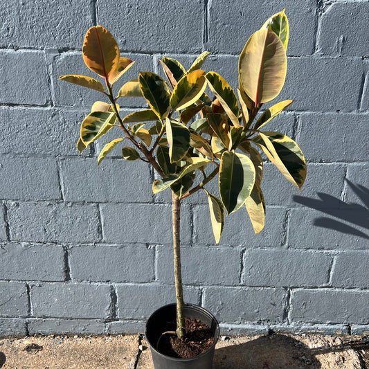 Ficus elastica 'Tineke'