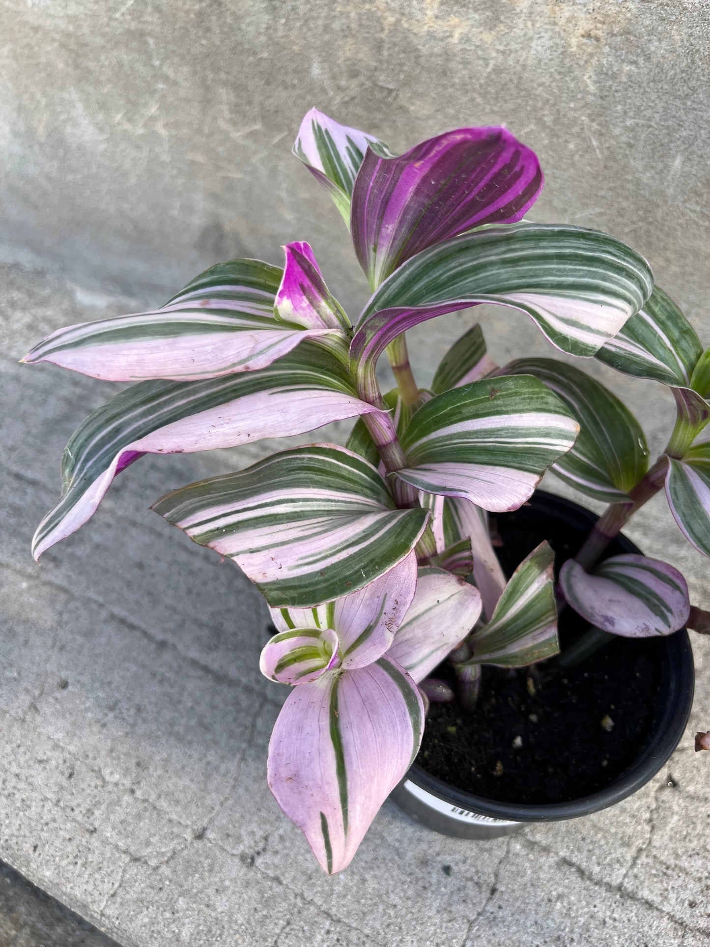 Tradescantia nanouk