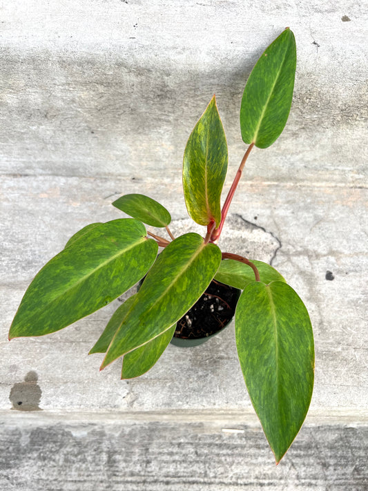 Philodendron Painted Lady