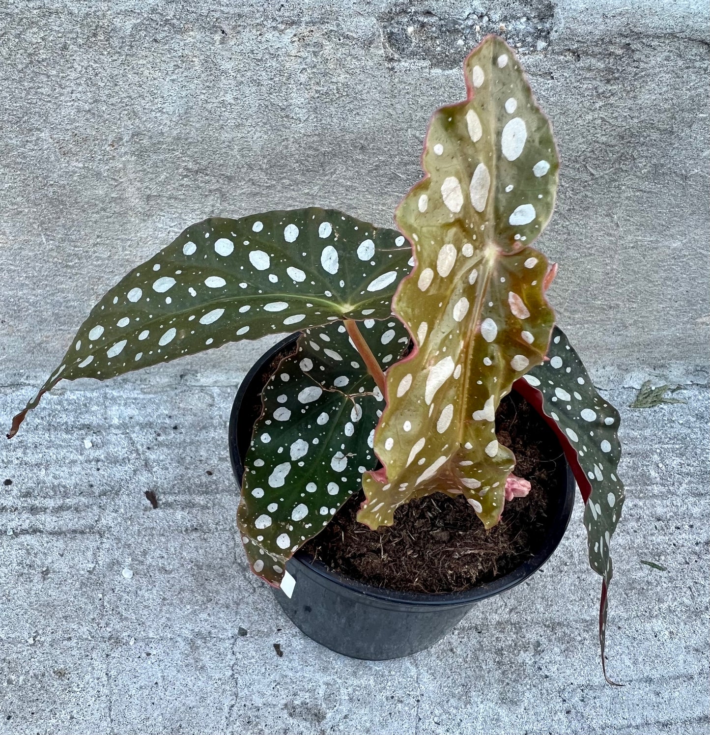 Begonia Maculata