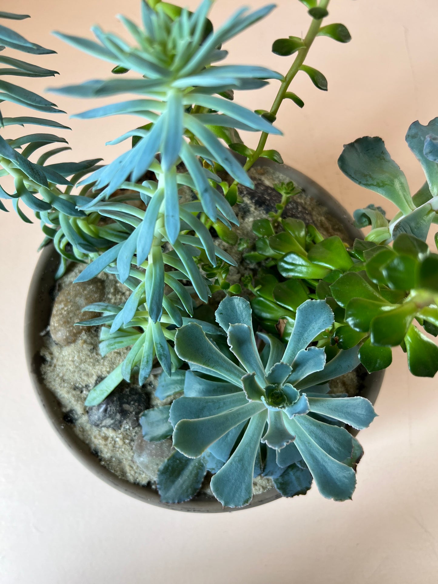 Succulent Garden Planter