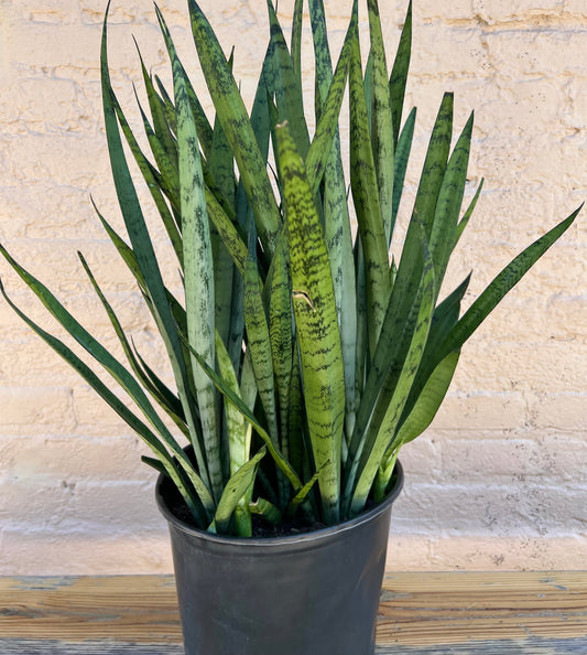 Sansevieria 'Silver Streak'