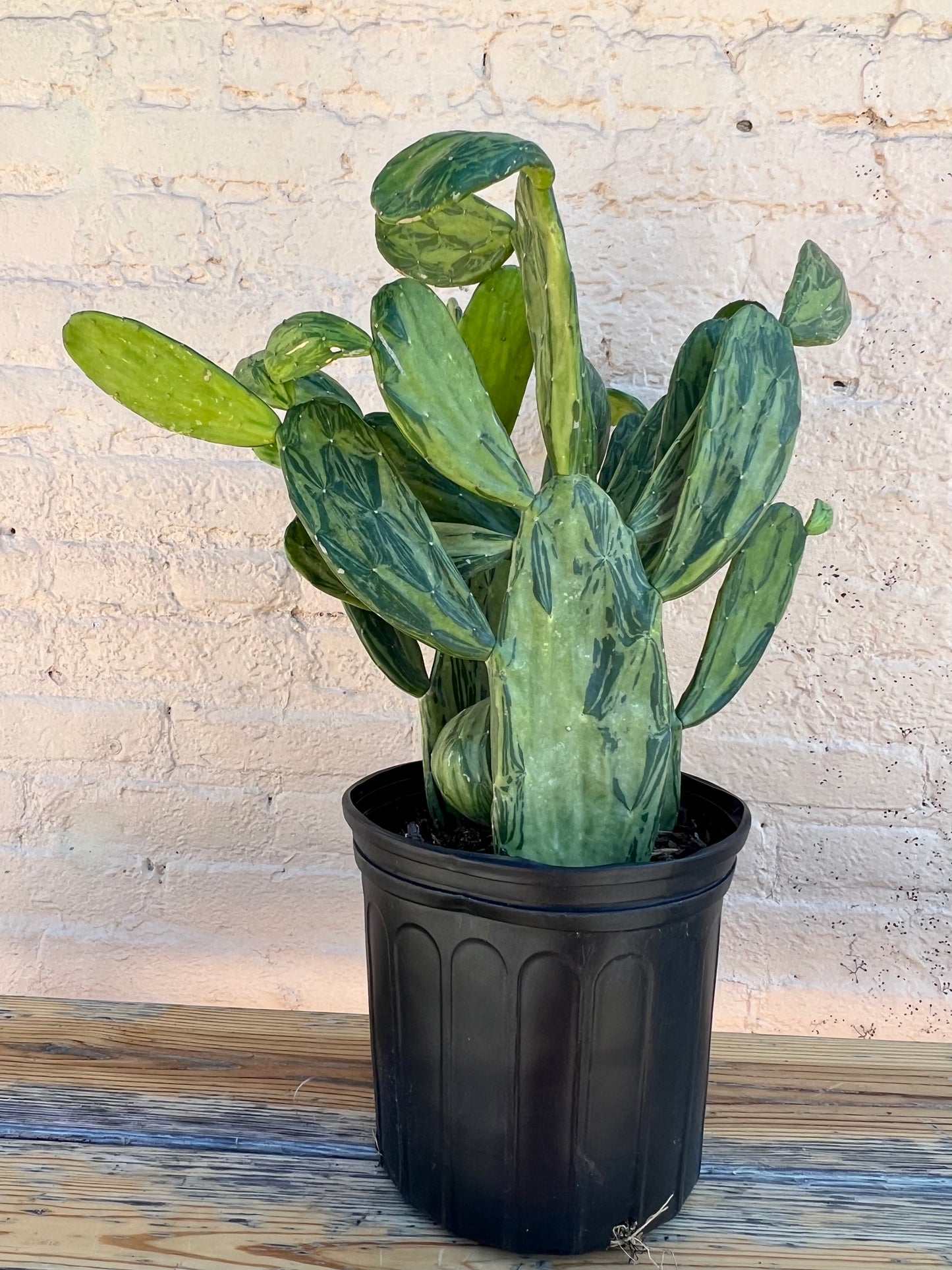 Cacti Opuntia Sunburst