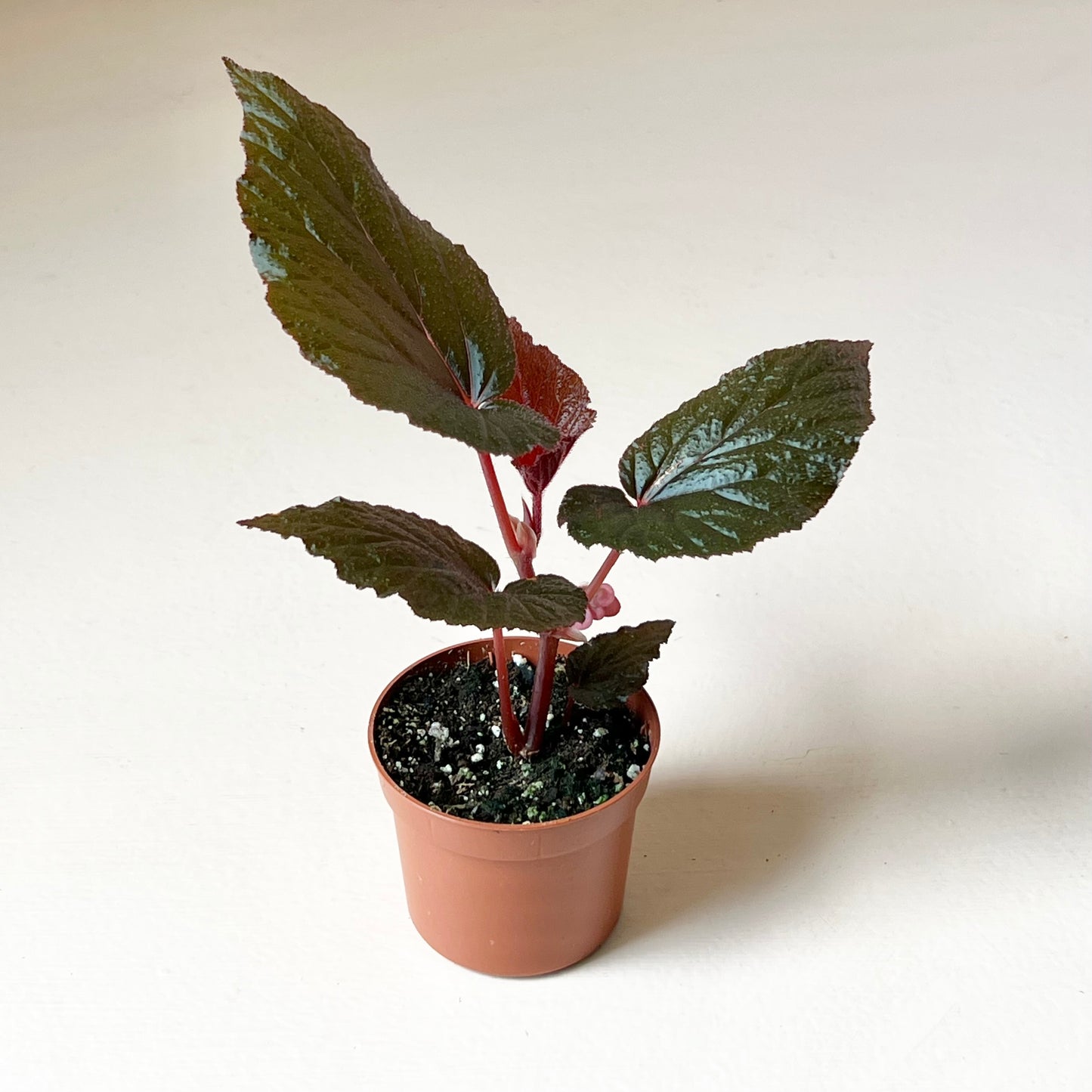Begonia 'Corralina de Lucerna'