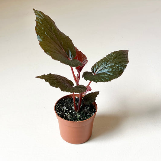 Begonia 'Corralina de Lucerna'