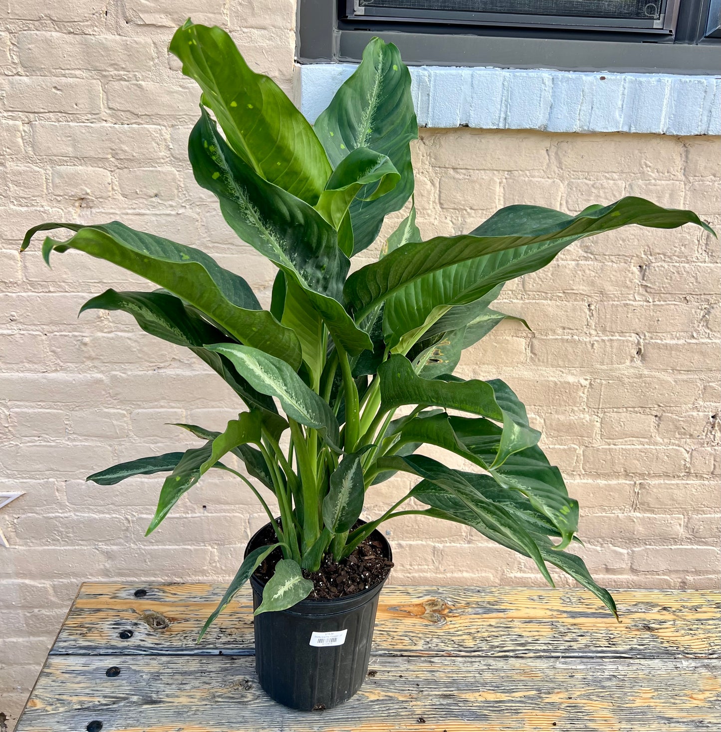 Dieffenbachia 'Cougar'