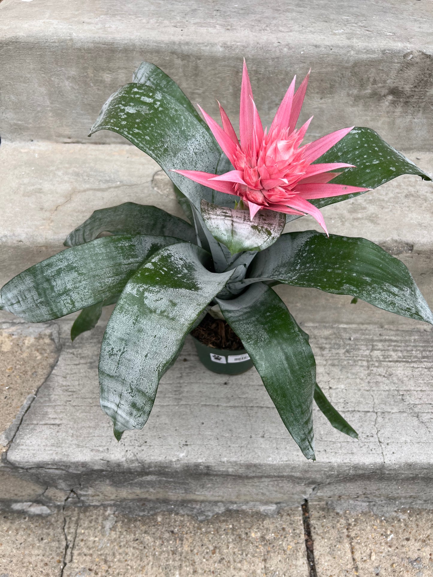 Bromeliad Aechmea Fasciata