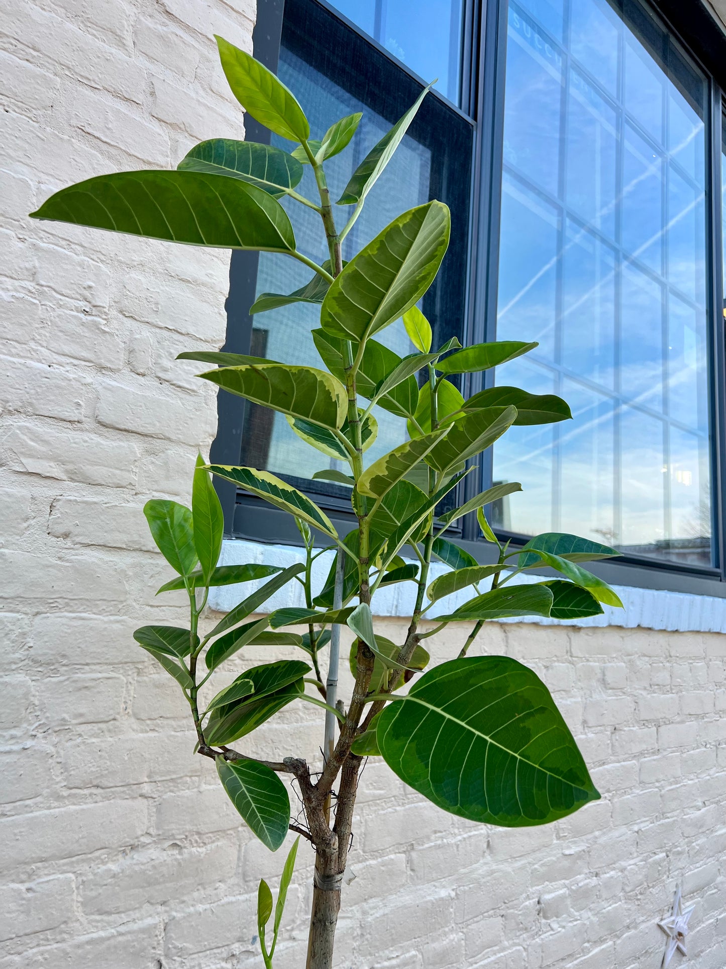 Ficus altissima 'Yellow Gem'