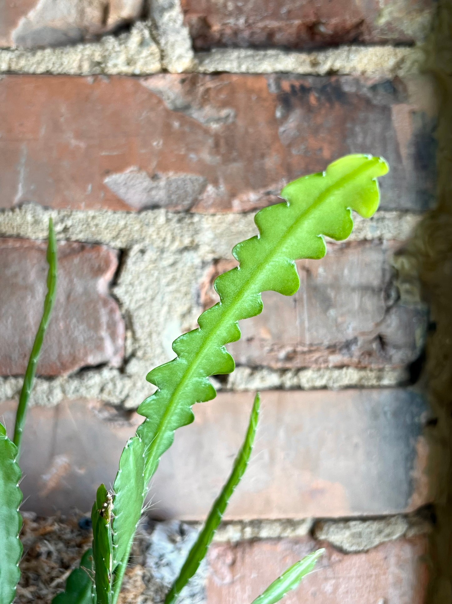 Mounted Epiphyllum anguliger “Fishbone Cactus”