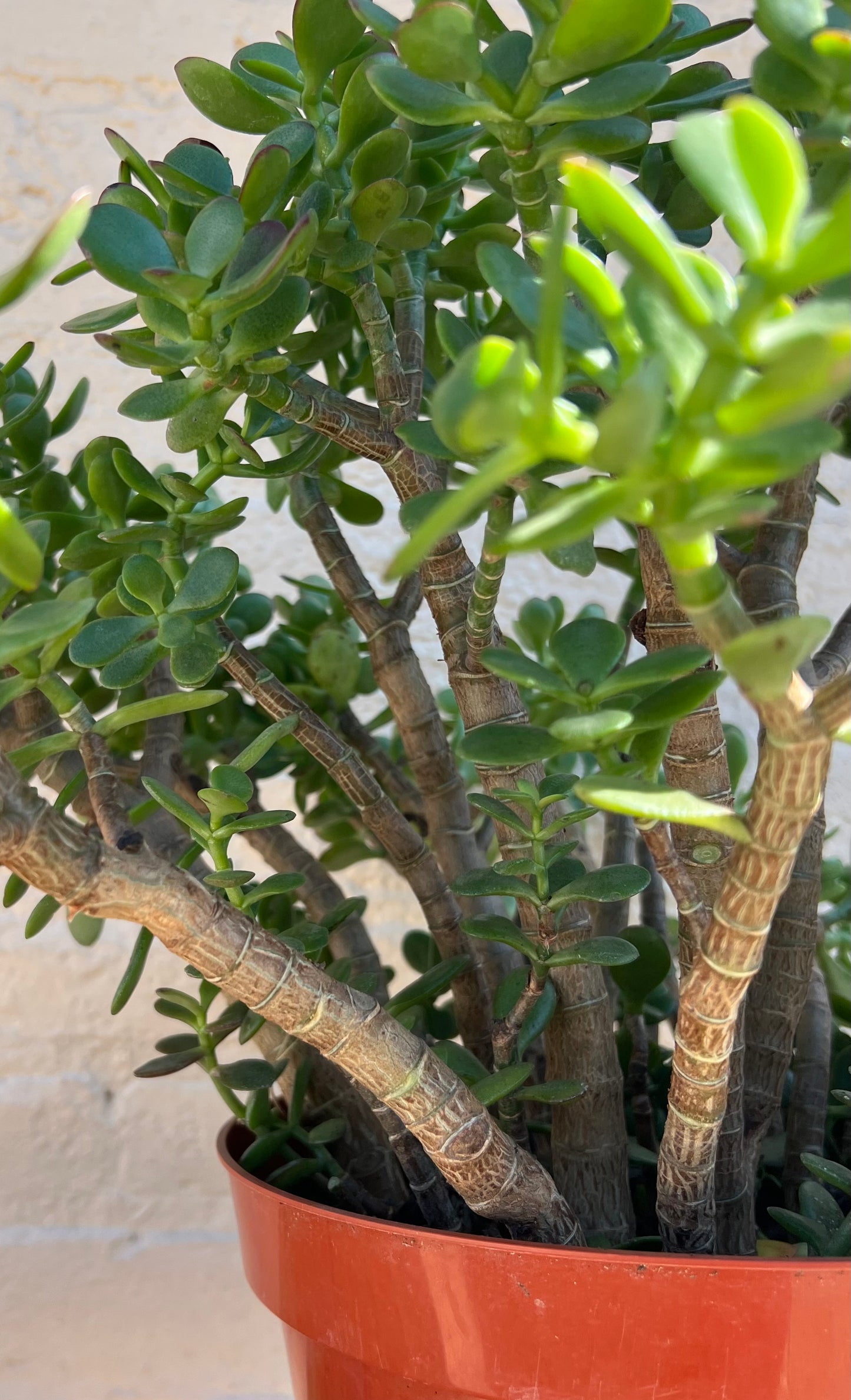 Crassula Jade Crosby