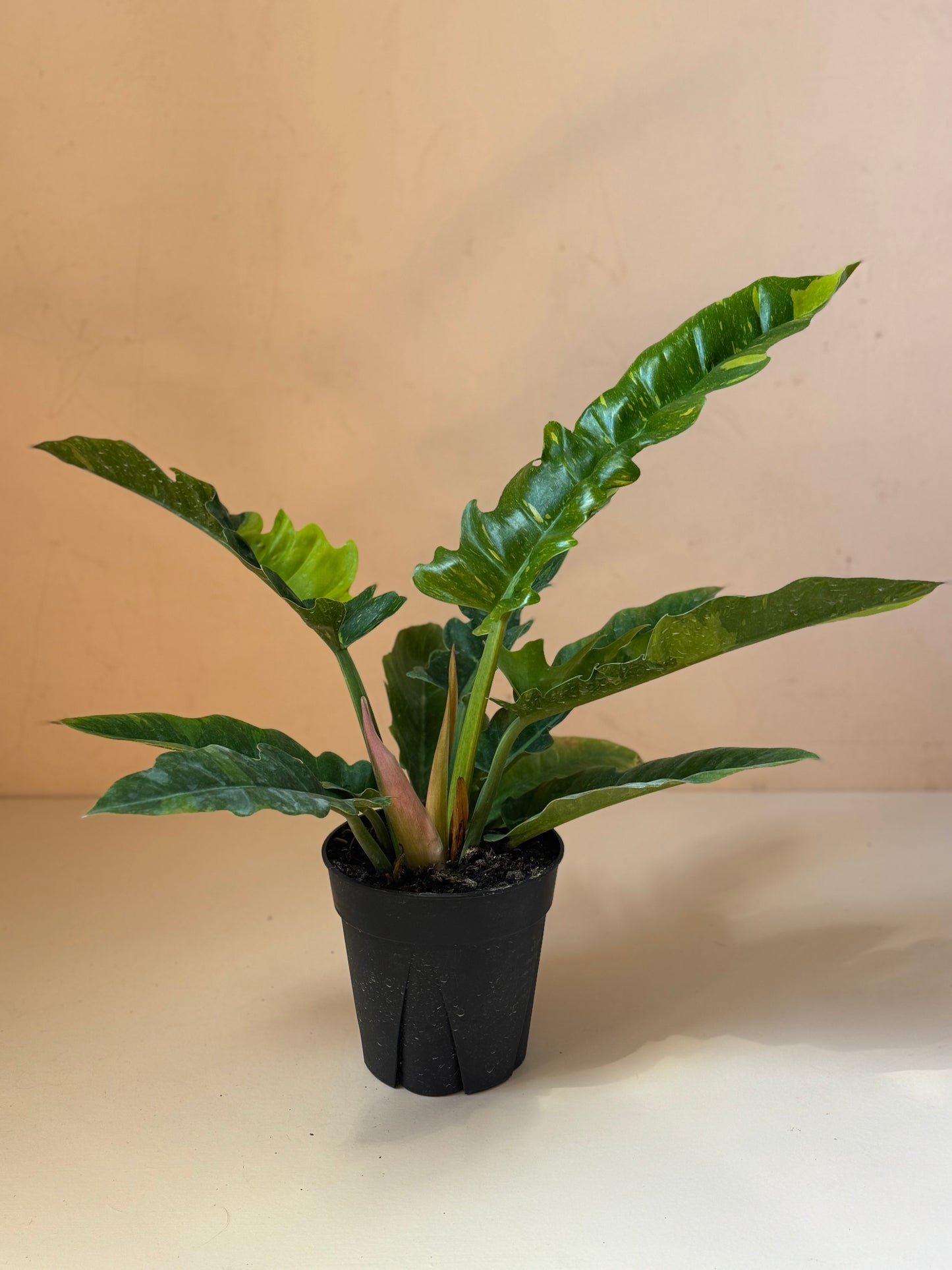 Philodendron mayoi
