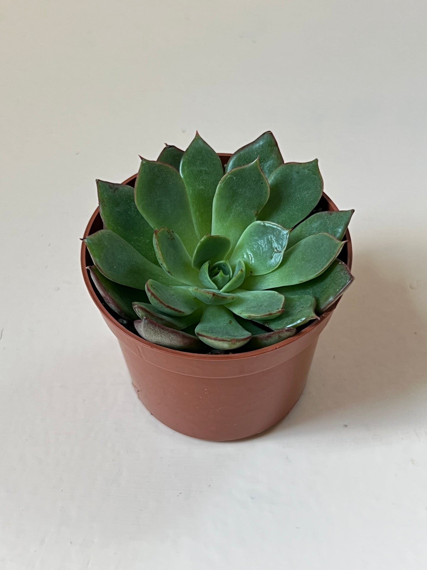 Echeveria 'Love Fire'
