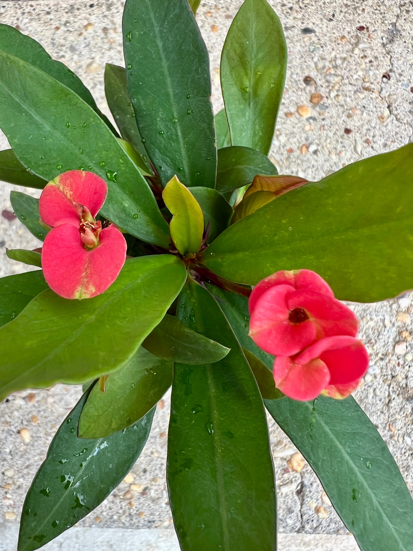 Euphorbia 'Crown of Thorns'