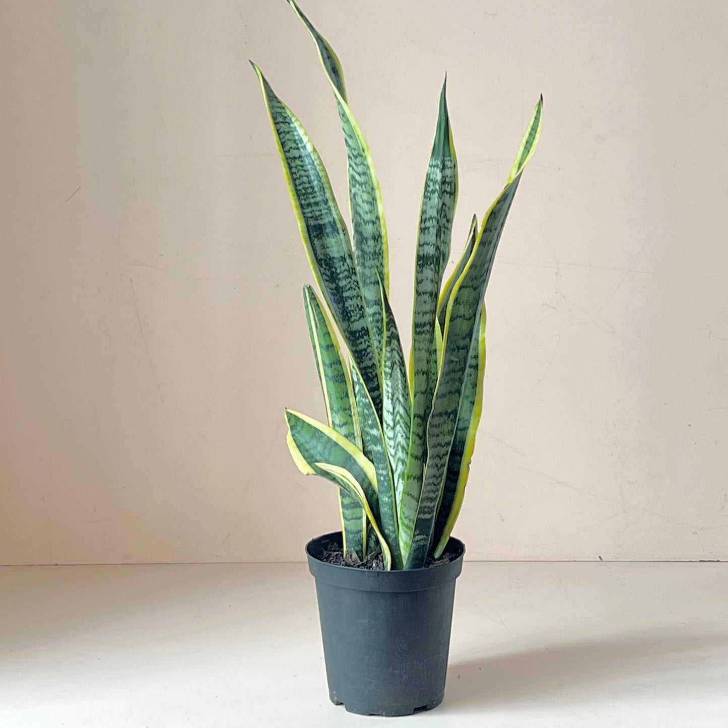 Sansevieria trifasciata 'Laurentii'
