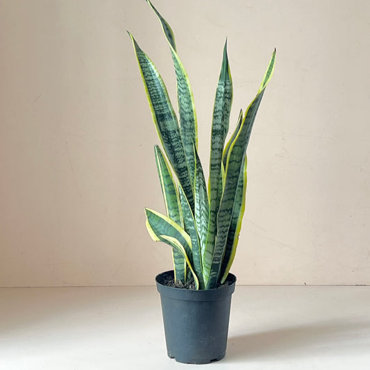 Sansevieria trifasciata 'Laurentii'