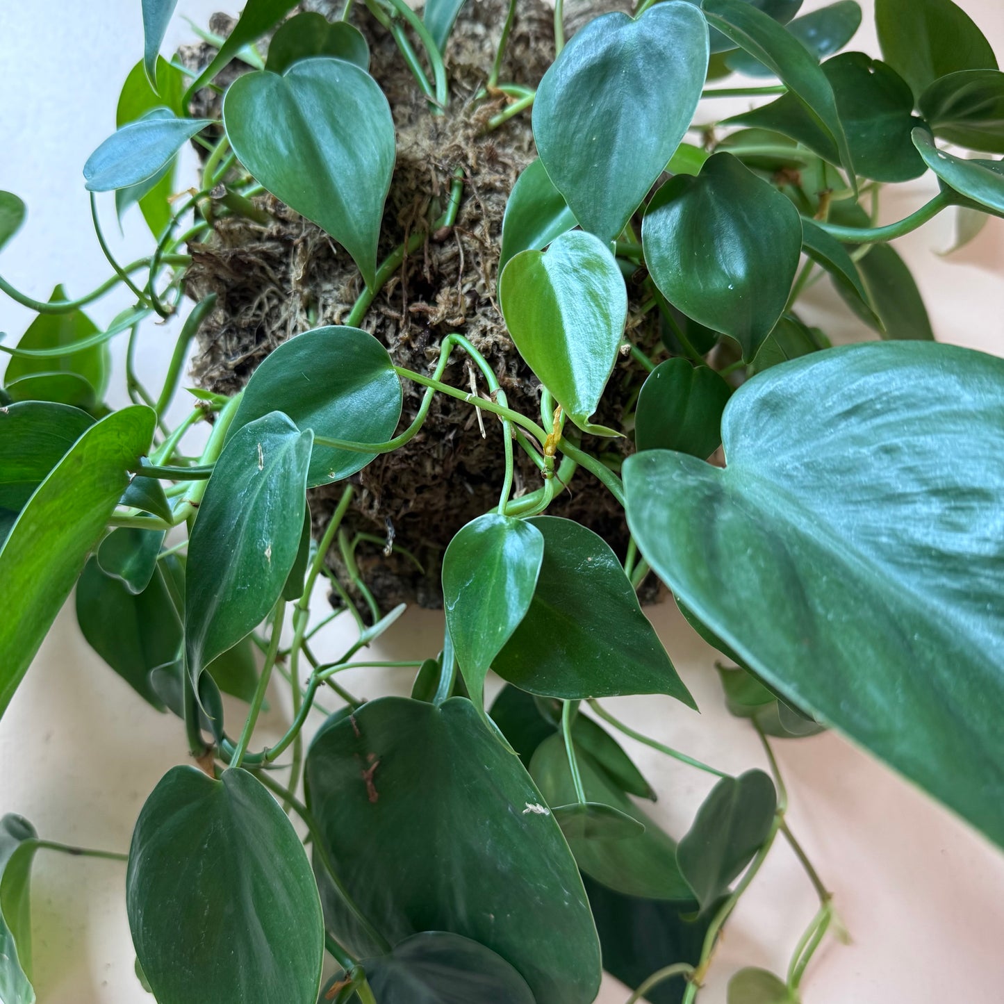 Mounted Philodendron hederaceum 'Heartleaf Philodendron'