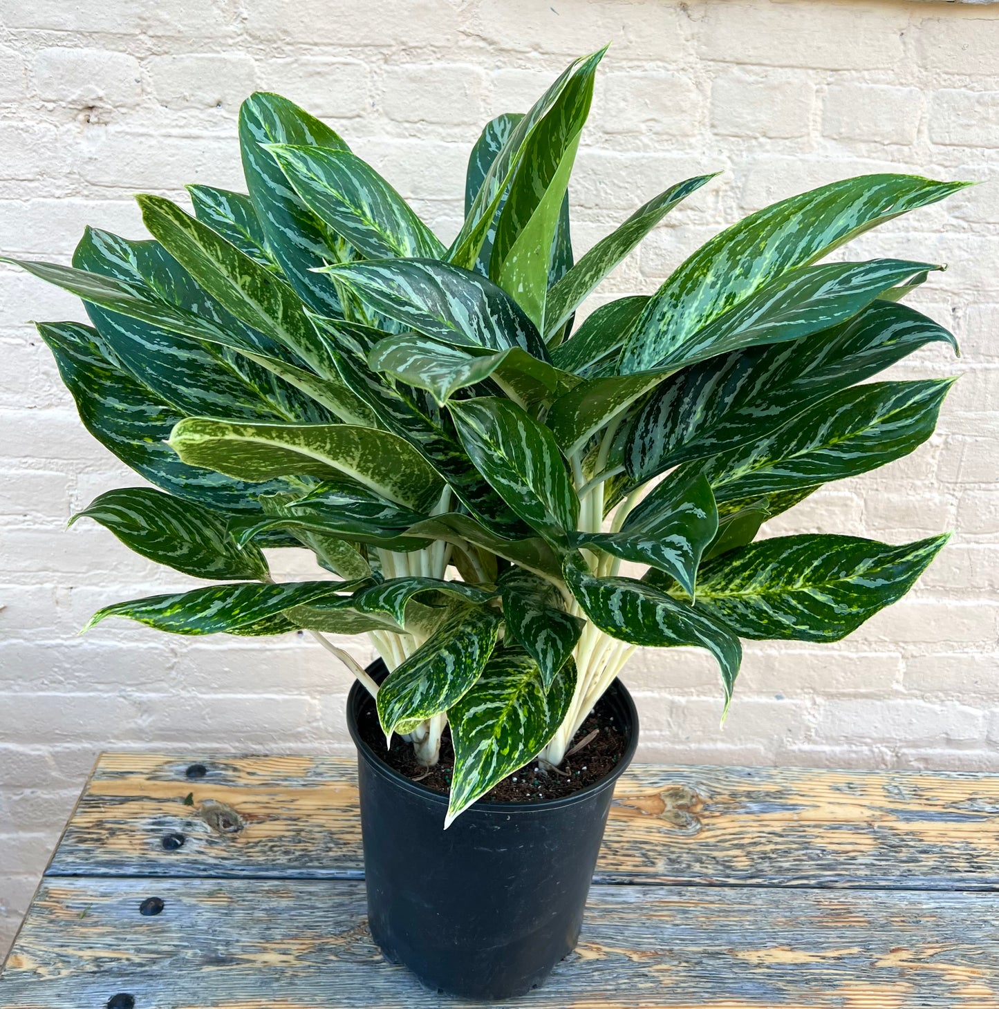 Aglaonema 'Golden Madonna'