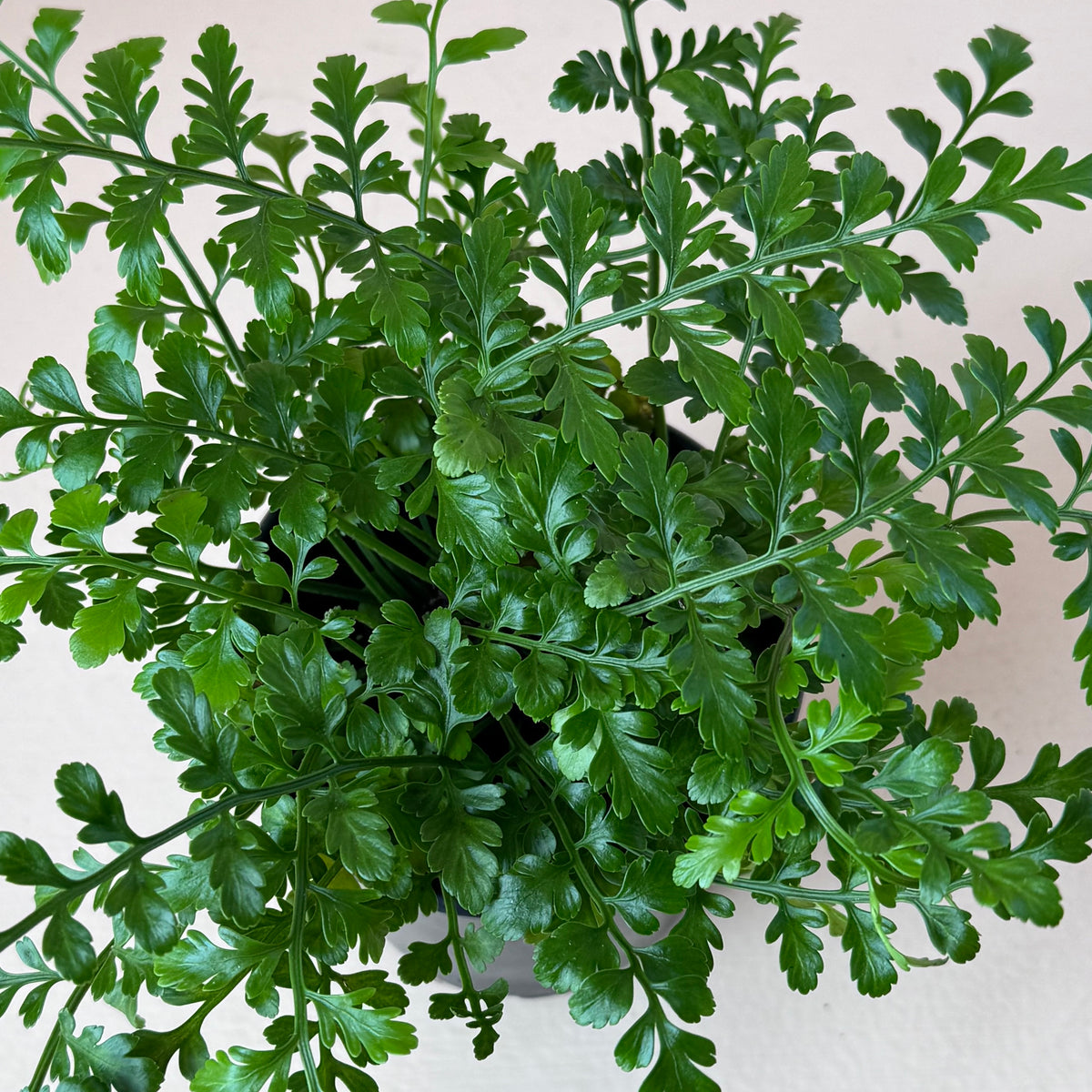 Asplenium dimorphum x difforme 'Austral Gem Fern'